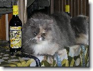 Persian cat