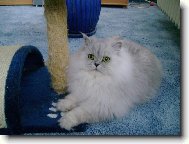 Persian cat