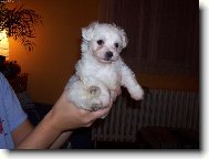 Maltese