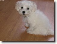 Maltese
