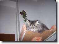 Persian cat