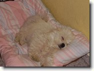 Maltese