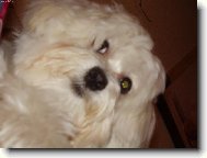 Maltese