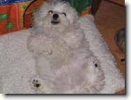 Maltese