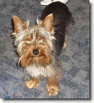 Jorkšírský terier, Yorkshire Terrier,