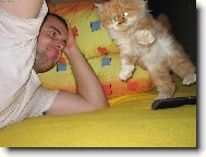 Persian cat