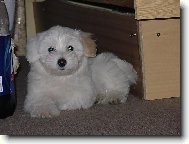 Maltese
