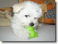Maltese