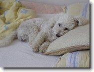 Bichon � poil fris�, Bichon Frise