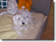 Maltese