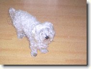 Maltese