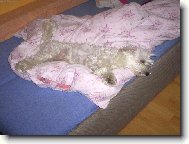 Maltese