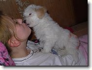 Maltese