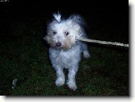 Maltese