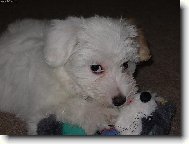 Maltese