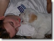 Maltese