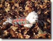 Maltese