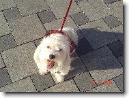 Maltese