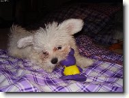 Maltese