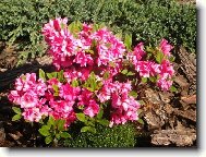 Rododendron, Azalka