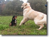 Cavalier King Charles Spaniel