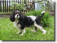 Cavalier King Charles Spaniel