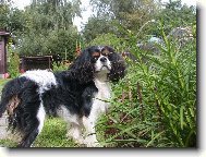 Cavalier King Charles Spaniel