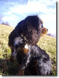 Cavalier King Charles Spaniel