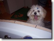 Maltese
