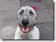 Irish wolfhound \(Dog standard\)