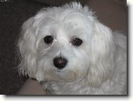 Maltese