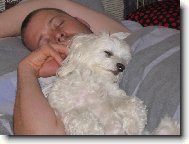 Maltese