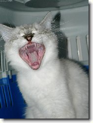 Ragdoll