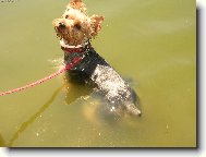 Australian Terrier