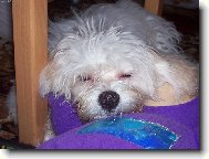 Maltese