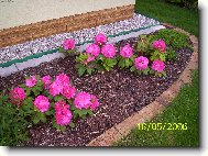 Rododendron, Azalka