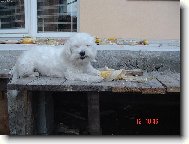 Maltese