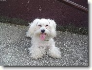 Maltese