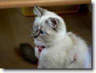 Ragdoll