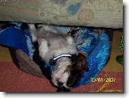 Cavalier King Charles Spaniel
