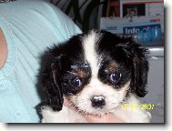 Cavalier King Charles Spaniel