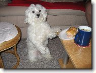 Maltese