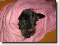 Zwergschnauzer, Miniature Schnauzer