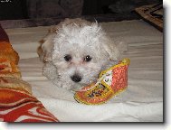 Maltese