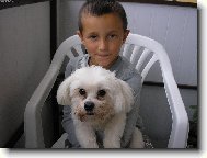 Maltese