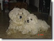 Maltese