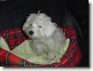 Maltese
