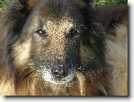 Belgian shepherd dog \(Dog standard\)
