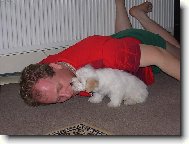 Maltese