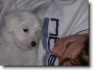 Maltese